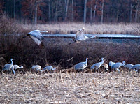 Cranes near Marshall ~ February 2024